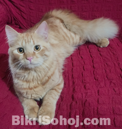 Persian ginger cat